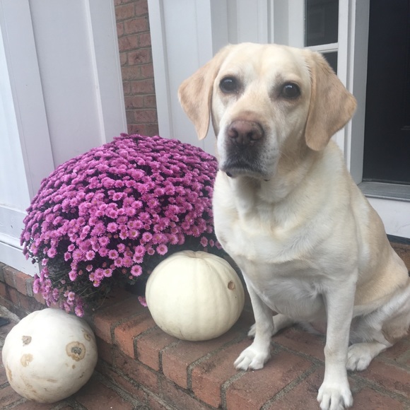 Meet your Posher, Victoria - Picture 1 of 1